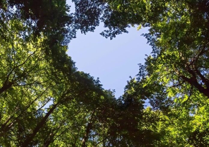 L’Onda Verde del 2023: una rivoluzione nella sostenibilità globale