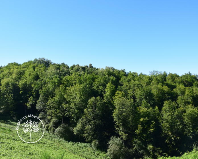 Ford Trucks Italia e Regala Un Albero: nasce il Bosco Ford Trucks